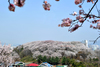 도심의 꽃섬 테미공원, 벚꽃에 취해보세요!