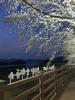 대청호 벚꽃길, 오는 27일부터 ‘야간 경관 조명’ 점등