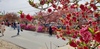  ‘제11회 남일면 홍도화축제’ 뜨겁게 달군 붉은 물결
